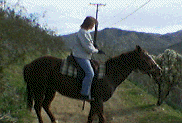 Trail Riding and Lessons